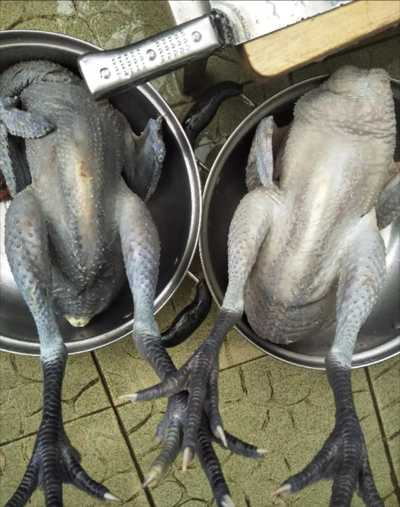 四川省自贡市荣县留佳镇自繁自养纯粮食成年土鸡大量有资源