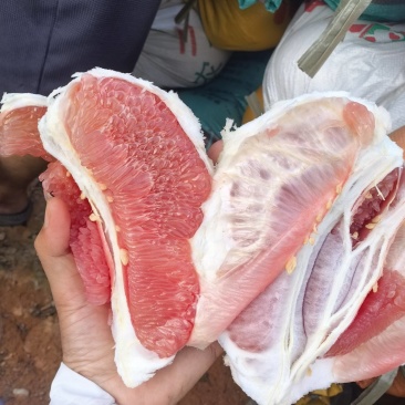 专业代办十几年，产地一手货源三红柚