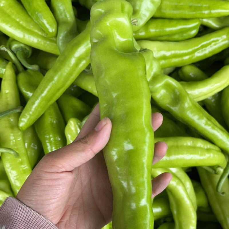 大棚精品鲜辣椒