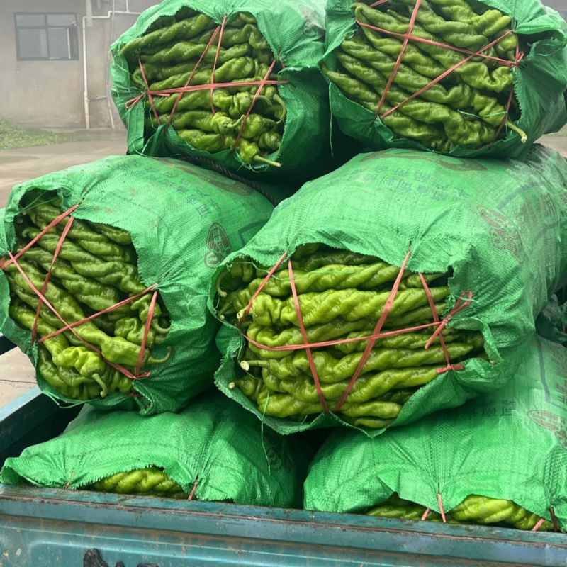大棚精品螺丝椒