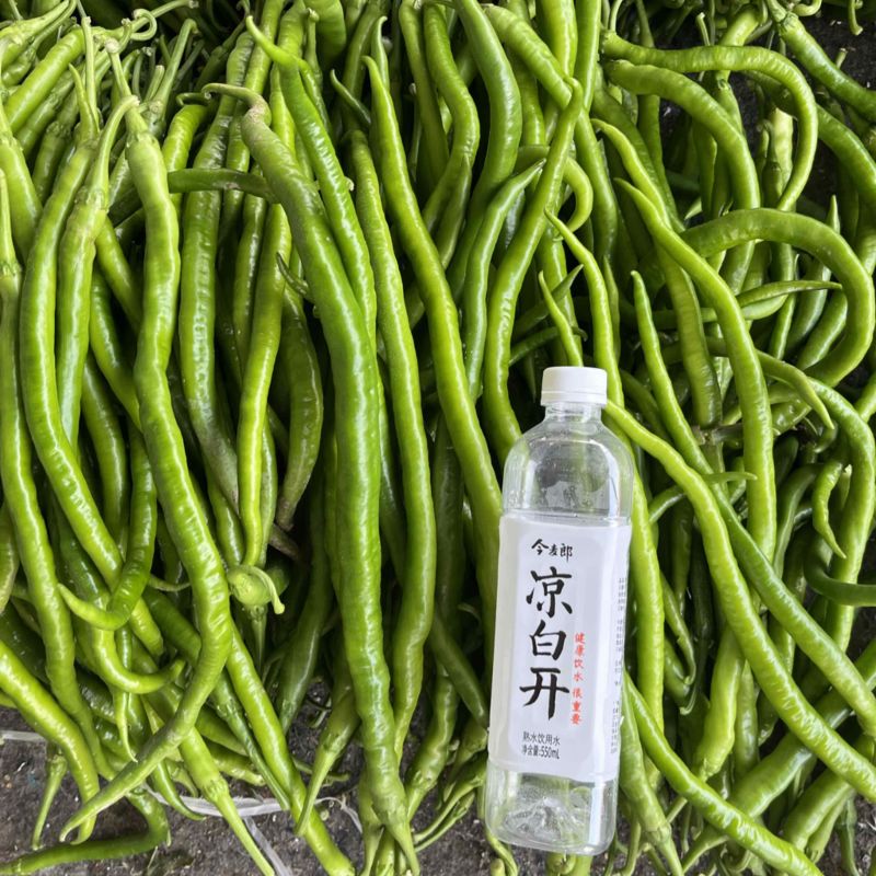 大棚精品线椒