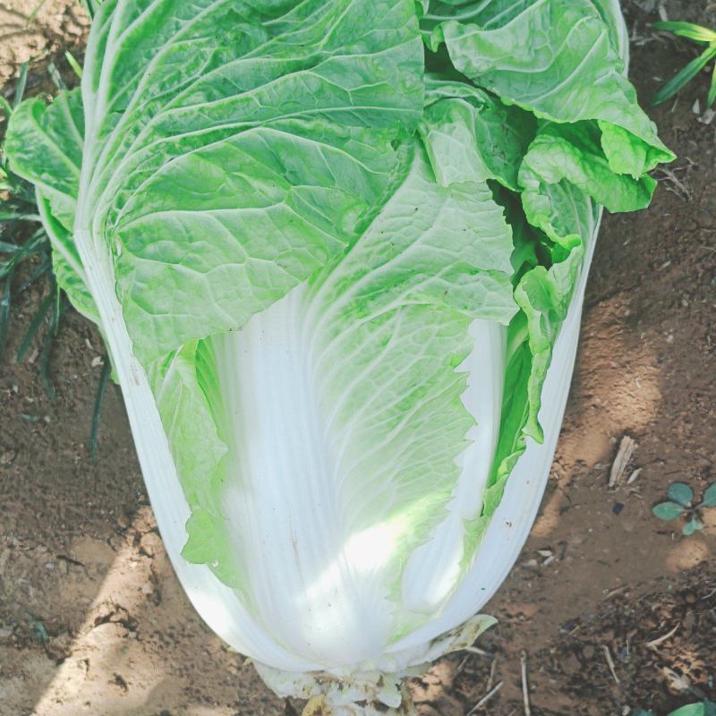 白菜
