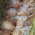 冷冻三黄鸡二级三黄鸡残鸡整箱19斤5-18只饭店食堂商用