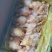 冷冻三黄鸡二级三黄鸡残鸡整箱19斤5-18只饭店食堂商用