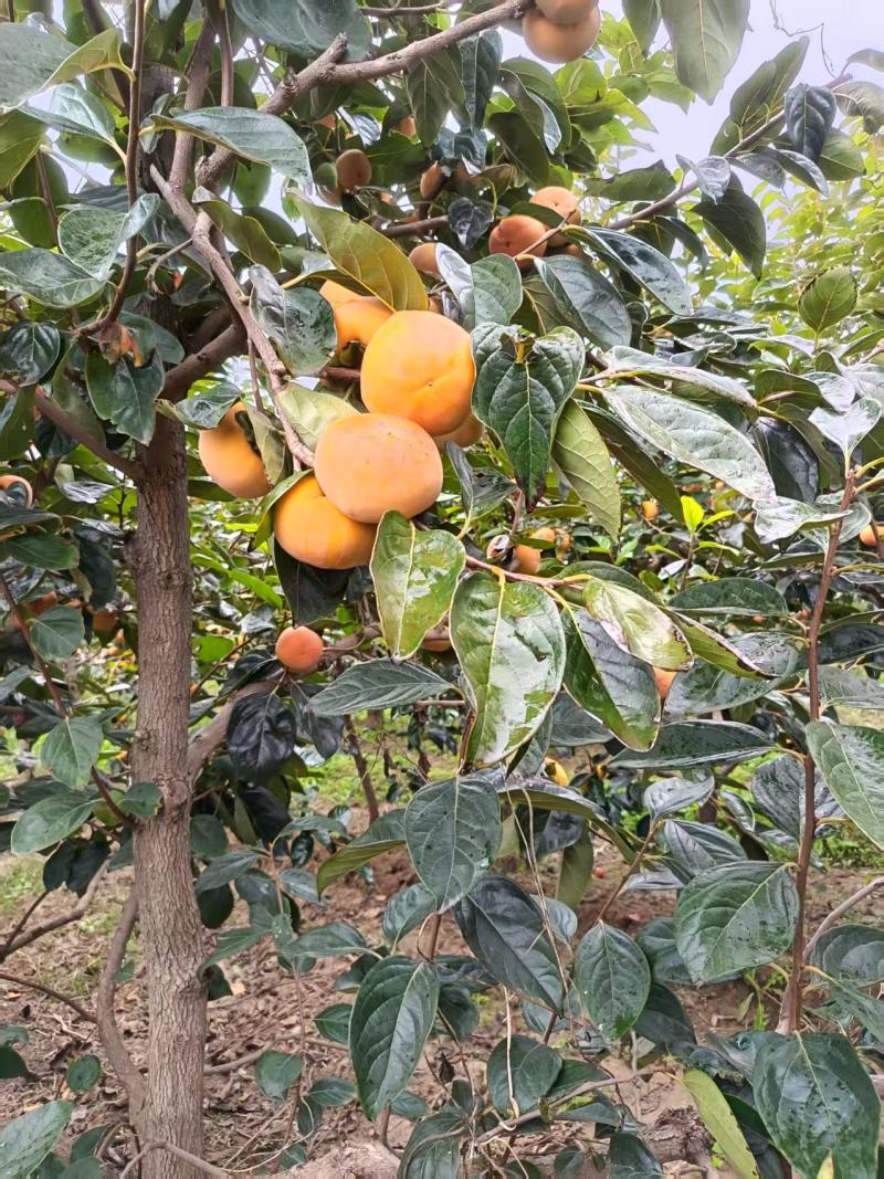 甜香脆的阳丰柿