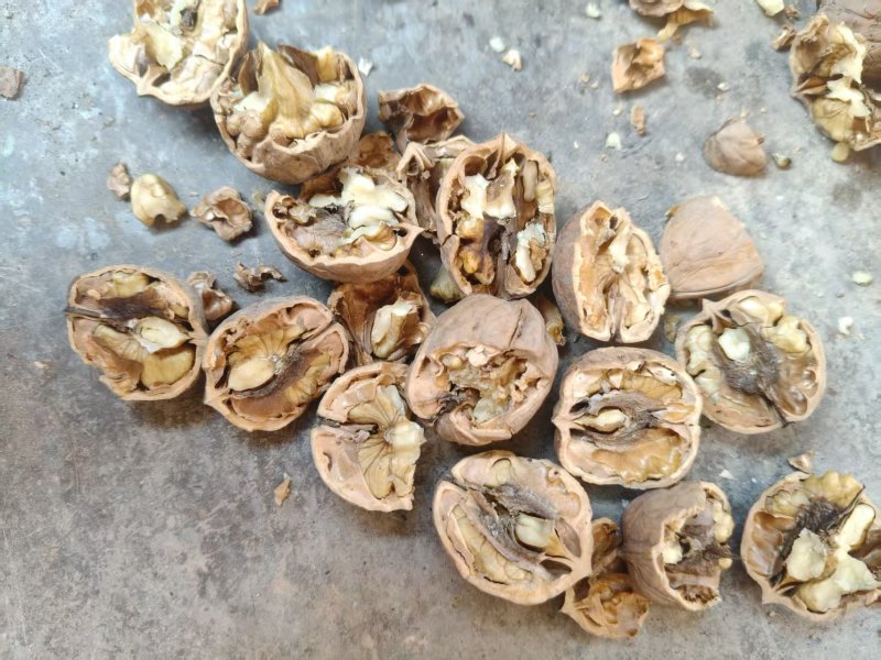 新品种薄皮核桃