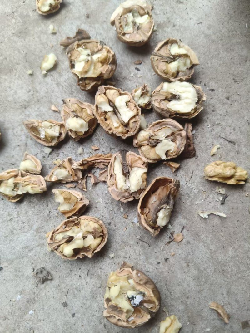 新品种薄皮核桃