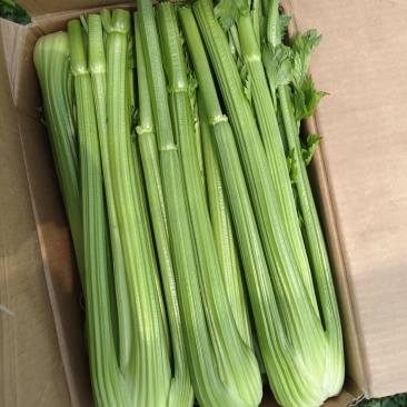 精品西芹