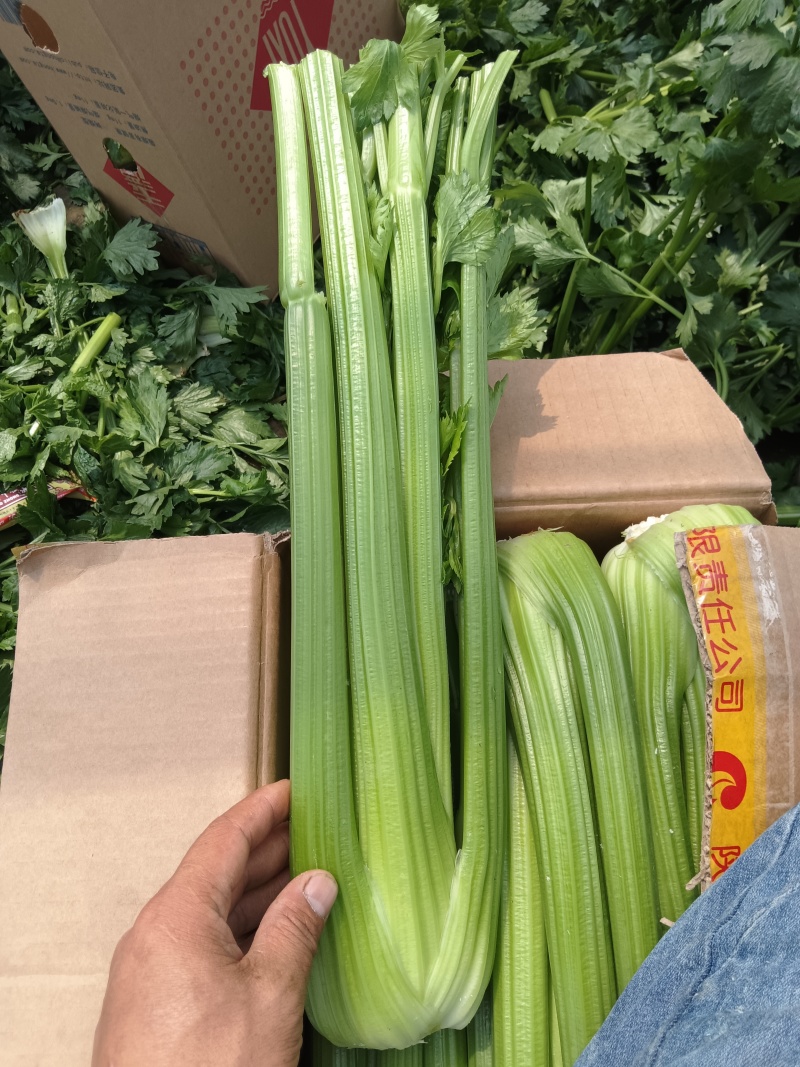精品西芹