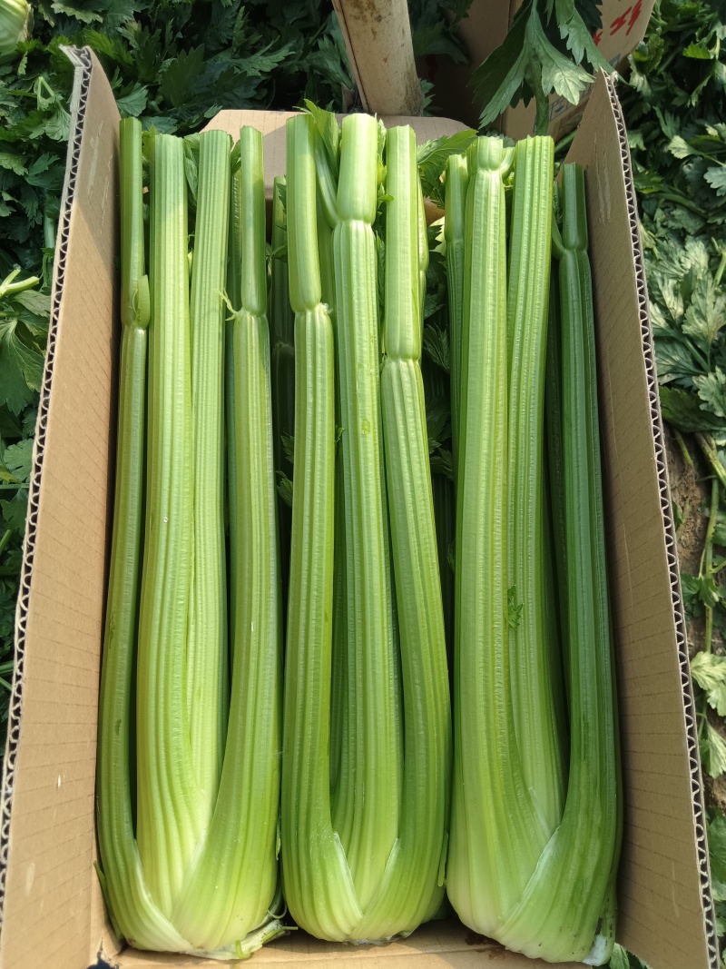精品西芹