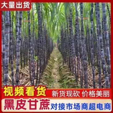 甘蔗广西黑皮甘蔗万亩基地全国发货支持一件代发量大从优