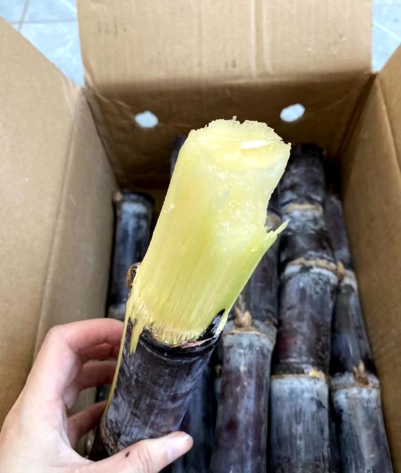 甘蔗广西黑皮甘蔗万亩基地全国发货支持一件代发量大从优