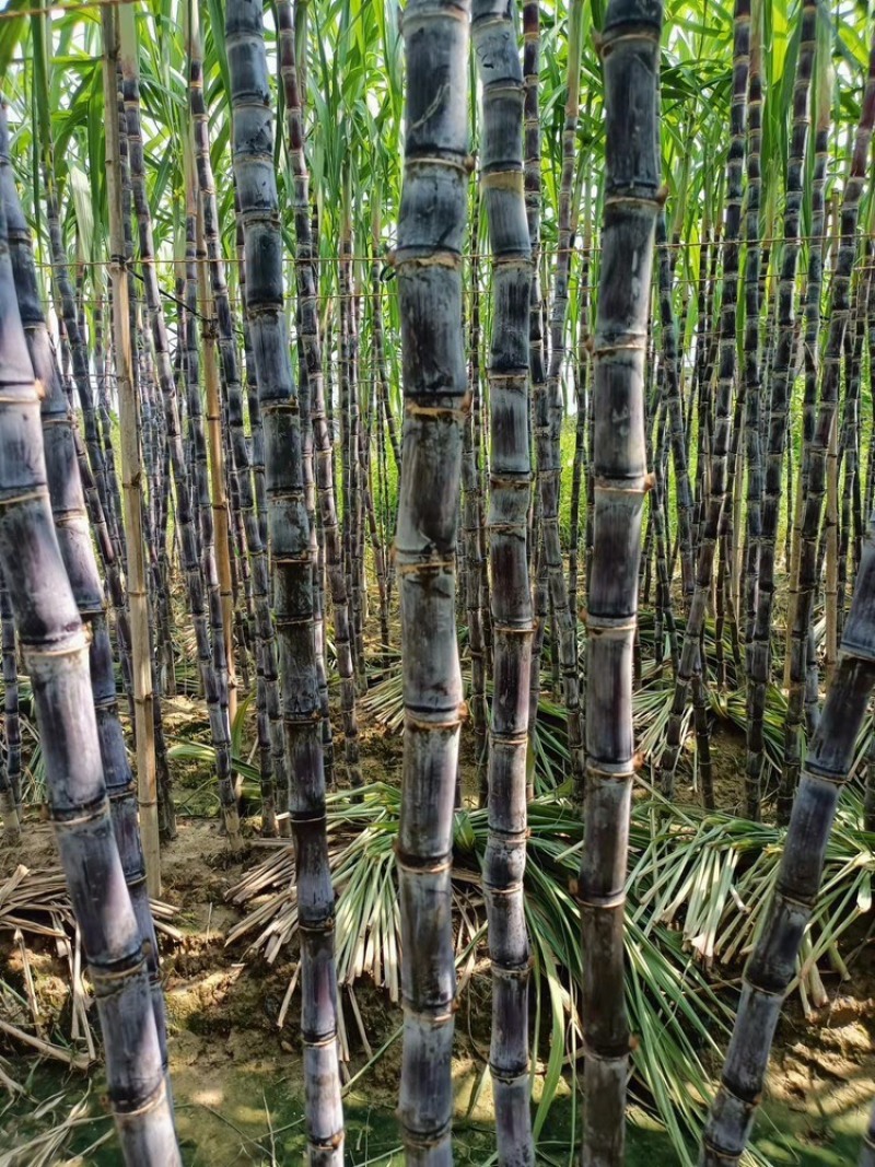 甘蔗广西黑皮甘蔗万亩基地全国发货支持一件代发量大从优