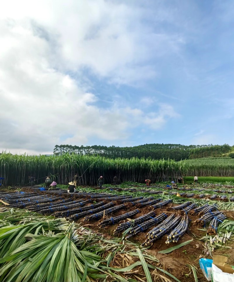 甘蔗广西黑皮甘蔗万亩基地全国发货支持一件代发量大从优