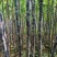 甘蔗广西黑皮甘蔗万亩基地全国发货支持一件代发量大从优