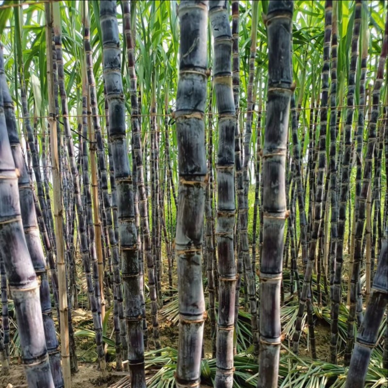 甘蔗广西黑皮甘蔗万亩基地全国发货支持一件代发量大从优