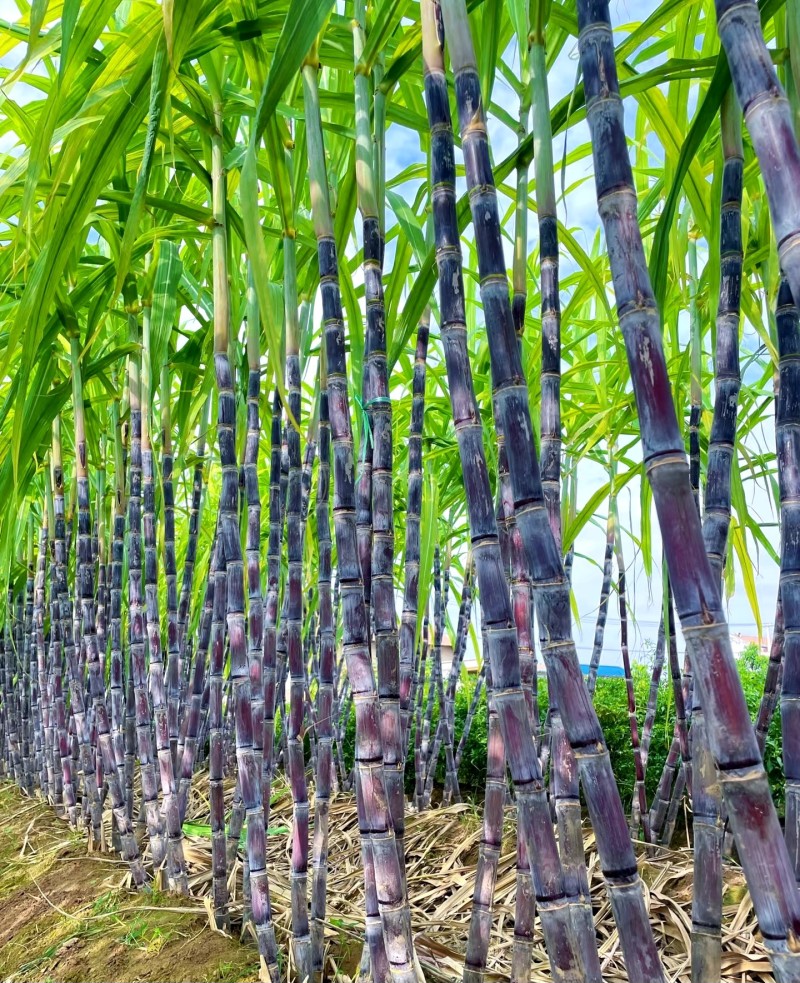 甘蔗广西黑皮甘蔗万亩基地全国发货支持一件代发量大从优
