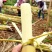 黄皮甘蔗广西黄皮甘蔗基地现砍现发可一件代发欢迎咨询