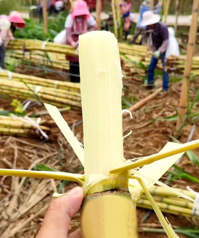 黄皮甘蔗广西黄皮甘蔗基地现砍现发可一件代发欢迎咨询