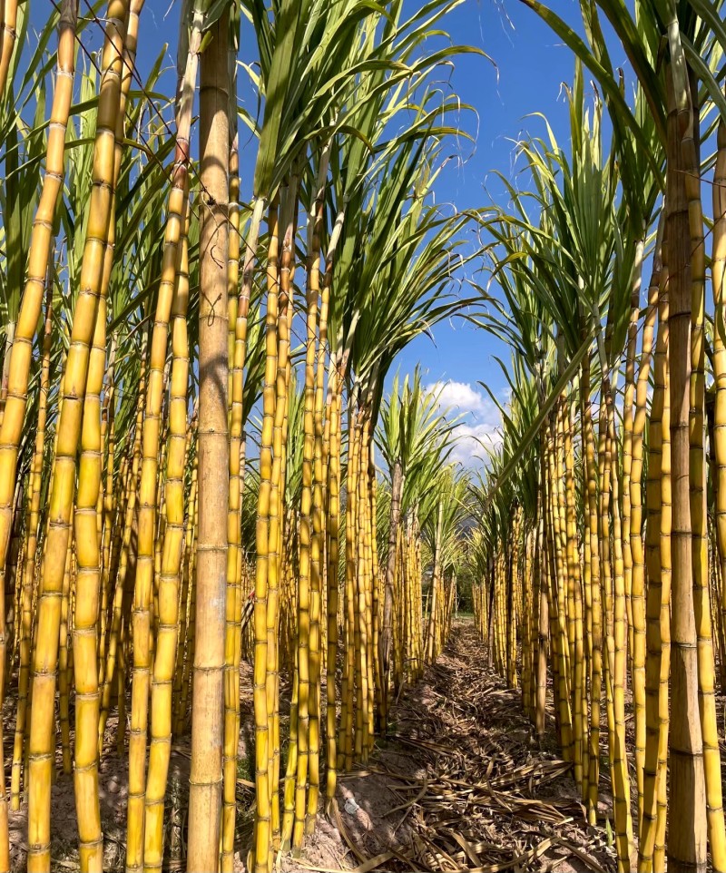 黄皮甘蔗广西黄皮甘蔗基地现砍现发可一件代发欢迎咨询