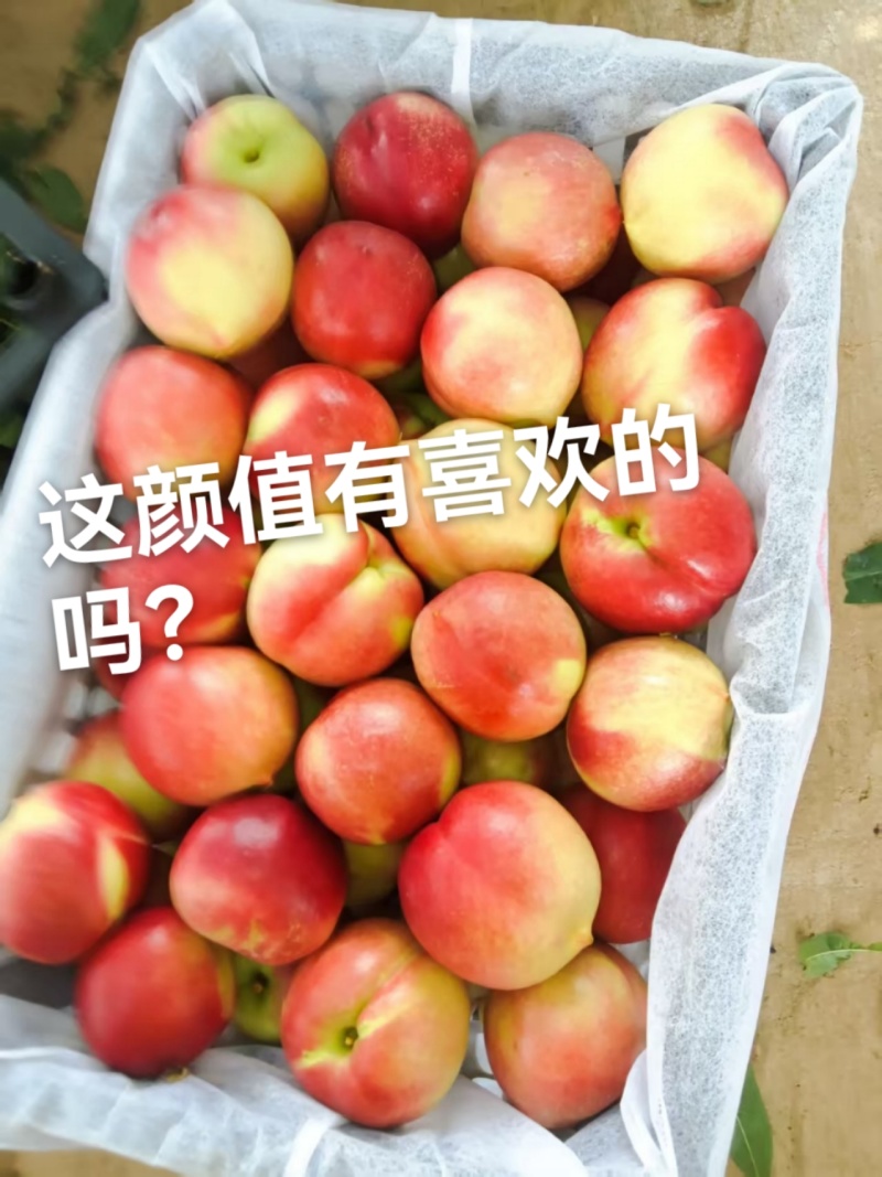 《推荐》油桃原产地供应口感甜润物美价廉一手货源支持大吨位
