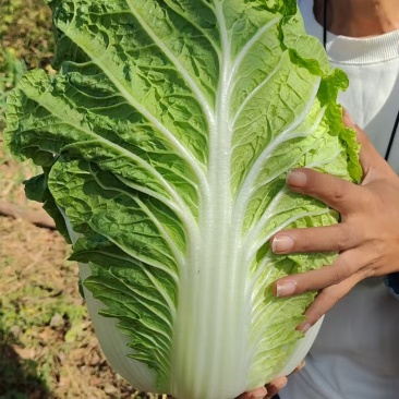 河北黄心白菜
