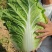河北黄心白菜