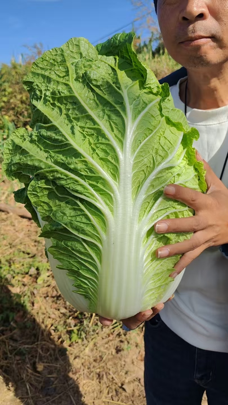 河北黄心白菜