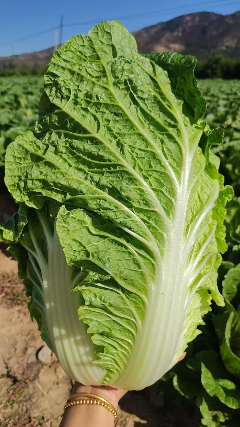 河北黄心白菜