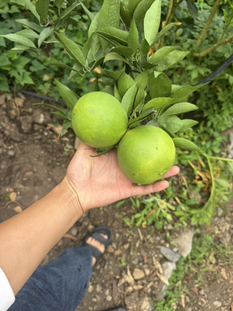雷波脐橙脐橙