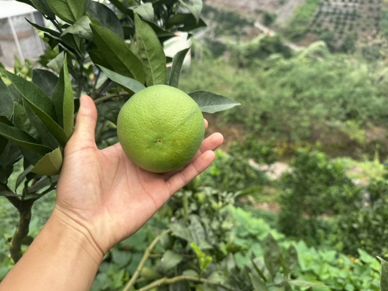 雷波脐橙脐橙