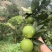 雷波脐橙脐橙