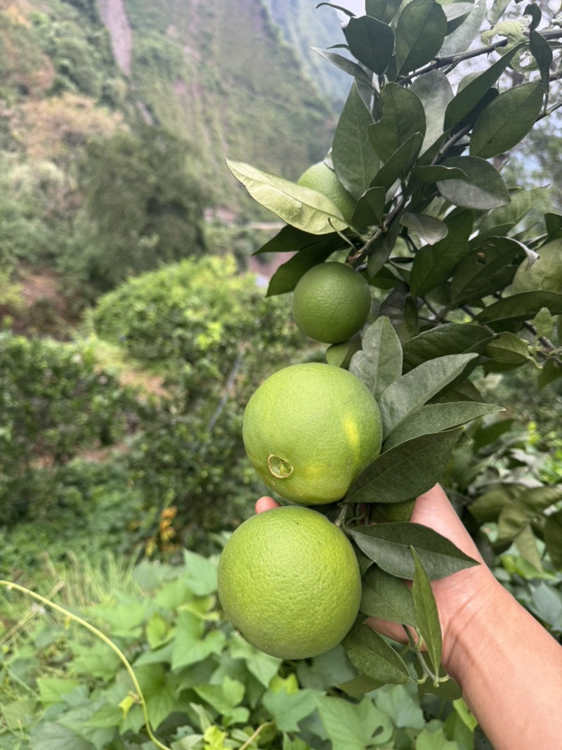 雷波脐橙脐橙