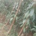蜂糖李苗