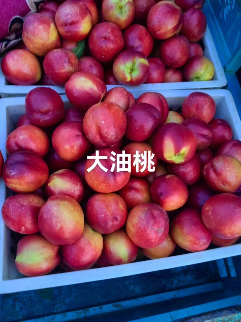 《万人合作商》油桃产地直供，价格公道可接商超市场电商出口