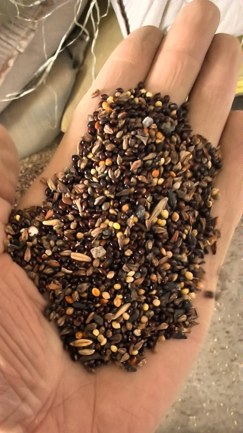 菜籽草籽