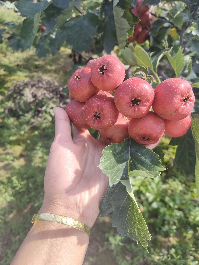 山西大金星山楂大量上市一手货源酸甜可口欢迎随时联系