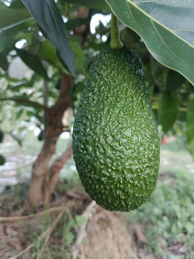 【推荐】牛油果一手货源供应市场商超电商量大从优