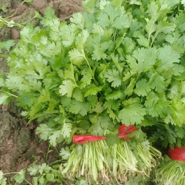 叶菜/香菜【大叶香菜】河北产地对接批发商超批发
