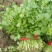 叶菜/香菜【大叶香菜】河北产地对接批发商超批发