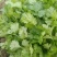 叶菜/香菜【大叶香菜】河北产地对接批发商超批发