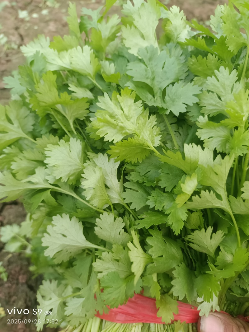 叶菜/香菜【大叶香菜】河北产地对接批发商超批发