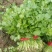 叶菜/香菜【大叶香菜】河北产地对接批发商超批发