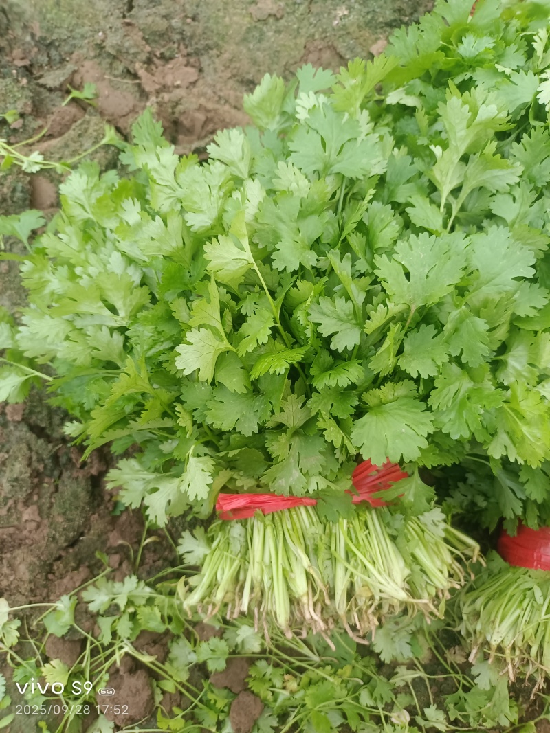叶菜/香菜【大叶香菜】河北产地对接批发商超批发