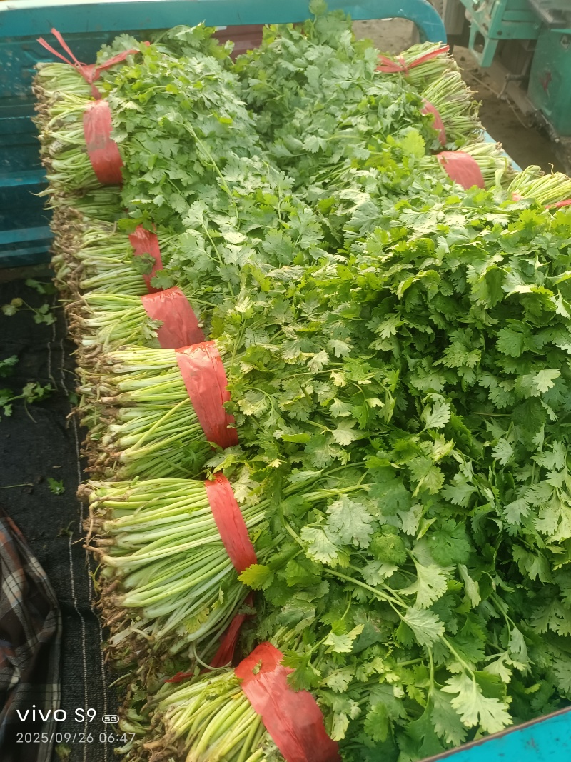 叶菜/香菜【大叶香菜】河北产地对接批发商超批发