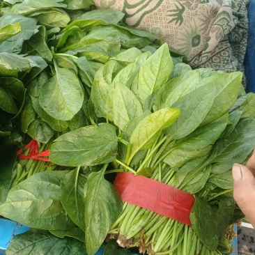 大叶菠菜【精品大叶菠菜】对接批发采购欢迎来电