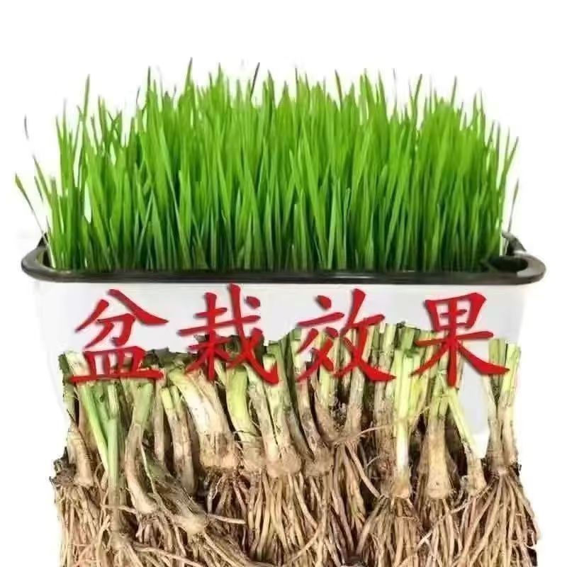 韭菜根一手货源，支持一件发货，货源充足，欢迎各位老板