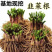 韭菜根一手货源，支持一件发货，货源充足，欢迎各位老板