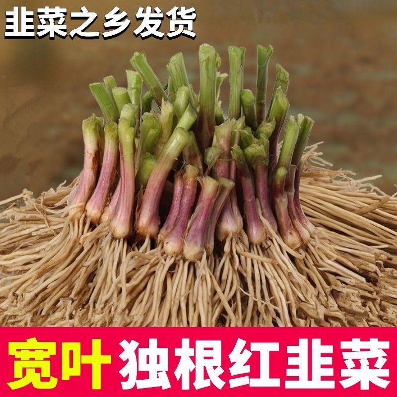 韭菜根一手货源，支持一件发货，货源充足，欢迎各位老板