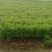 叶菜类-茴香-扁杆茴香【精品茴香】对接批发商超等